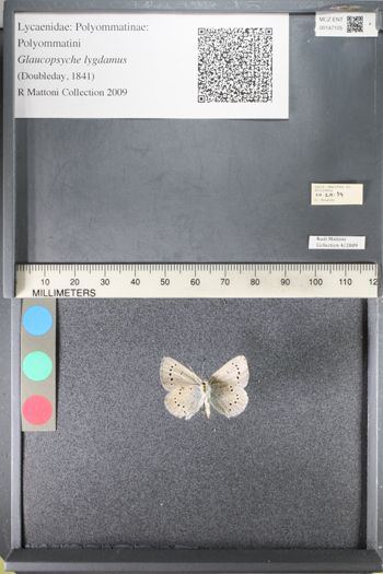 Media type: image;   Entomology 147105